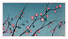 Sakura flowers